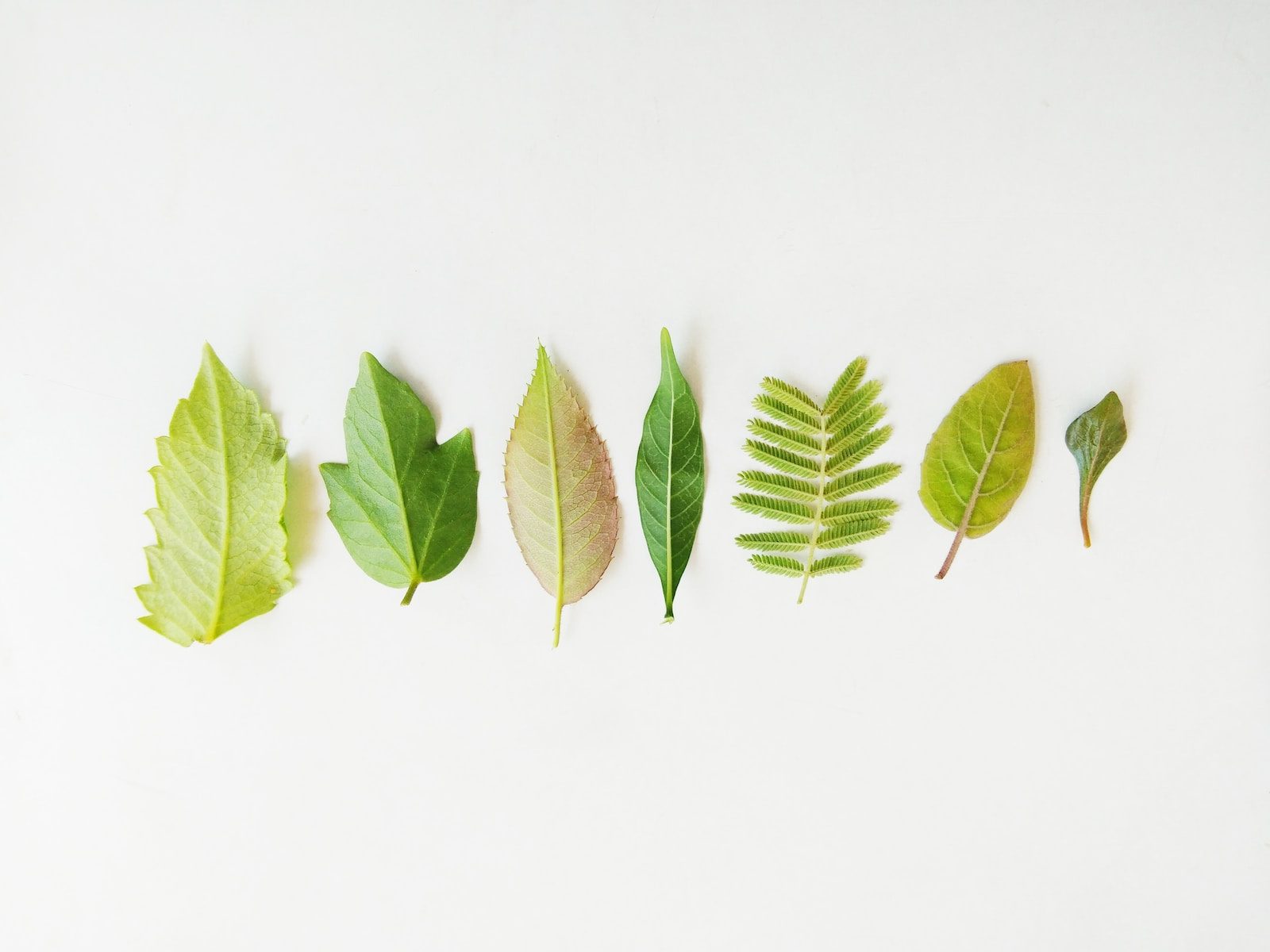 green leaves on white surface